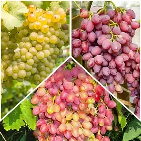 Комплект з 3 саджанців безкісткового винограду (Велес, Новочеркаський, Юпітер)