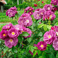 Роза плетистая Вейченблау (Veilchenblau) саженцы розы