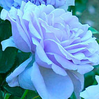 Роза плетистая Блю Мун Вьющаяся (Blue Moon) саженцы розы