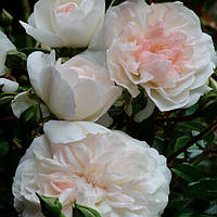 Роза почвопокровная махровая Свани (Swany)