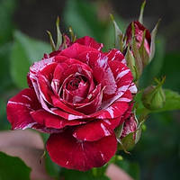 Роза бордюрная Арроу Фолиес (Arrow Folies) саженцы розы