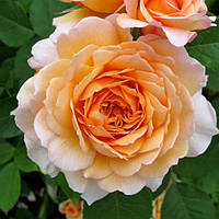 Роза английская Сэр Ланселот (Sir Lancelot) двухлетние саженцы розы