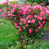 Троянда флорібунда Анжела (Angela) темно-рожева