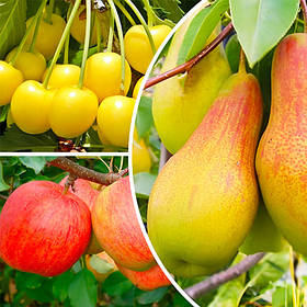 Комплект плодових дерев Солодка Спокуса (Груша Толгарська красуня, черешня Дрогана, яблуня Джонаголд)