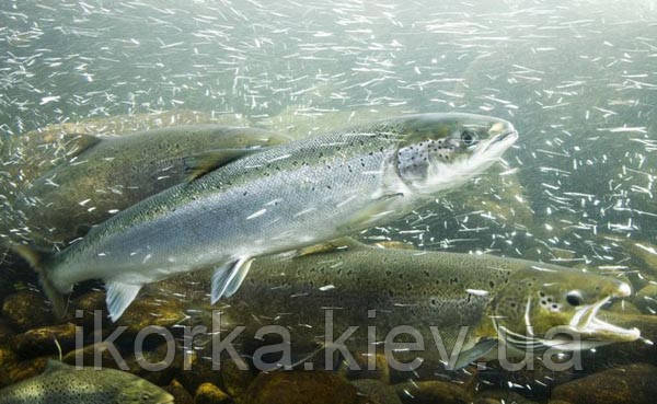 риба лосось купити ікру купити лось накращі ціни Київ