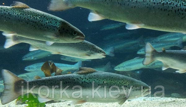 ціна вилову риби лосося нивини в світі лосося найголовніше