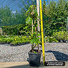Саджанці Винограду Вічі, щепленого (Parthenocissus tricuspidata Veitchii) P9, фото 3