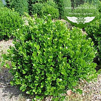 Buxus microphylla 'Faulkner', Самшит дрібнолистий 'Фолкнер',30-40 см,RB - ком