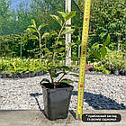 Саджанці Гортензії волотистої Сандей Фрайз (Hydrangea paniculata Sundae Fraise) Р9, фото 2
