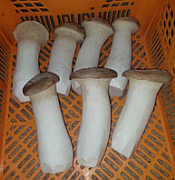 Свіжі гриби Еринги (Pleurotus eryngii).