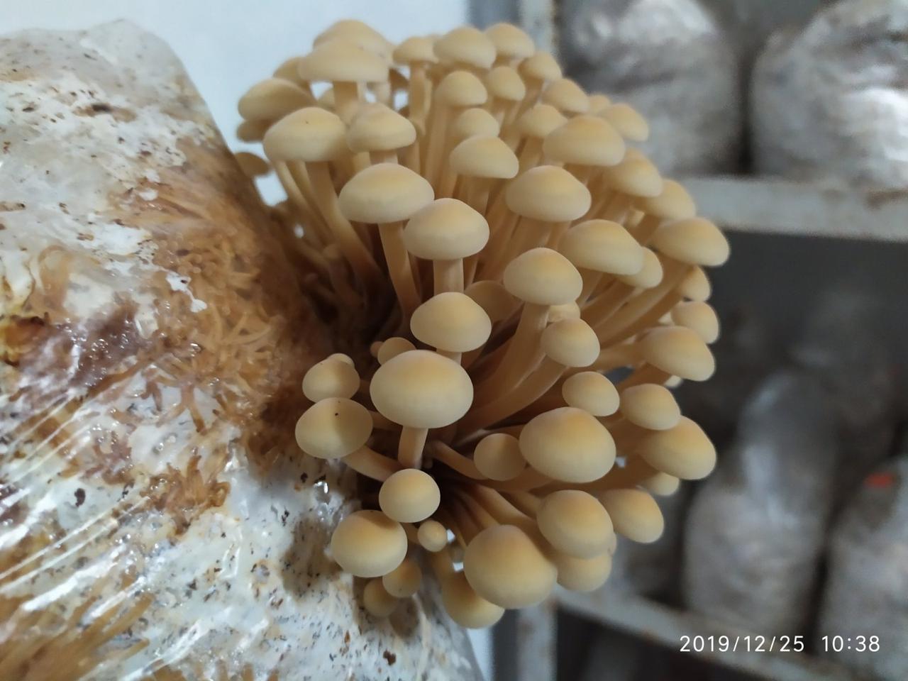 Зимний опенок (Flammulina velutipes) - фото 1 - id-p1974261180