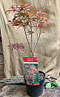 Японский клен Rovinsky Garden (Japanese maple) Peve Dave Perfect for Bonsai 60-80 см (3 л) DT, код: 2633402