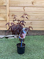 Японский клен Rovinsky Garden (Japanese maple) Atropurpureum 30-40 см (объем горшка 0,8 л) RG UK, код: 2633398