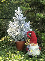 Ялинка лита 50 см в горщику засніжена Traditional HVOYA