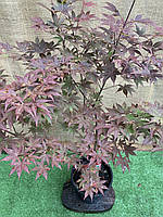 Японский клен Japanese maple, acer palmatum Atropurpureum Rovinsky Garden 1,3-1,5 м 10л (RG06 PS, код: 6543742