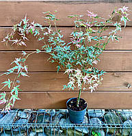 Клен японский Rovinsky Garden Acer Palmatum Taylor 50-60 см 4 л (RG577) PS, код: 7891962