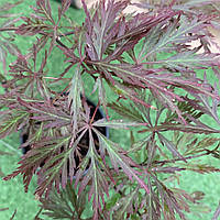 Японский клен Florinda Japanese maple, acer palmatum Garnet, 60-80см, объем горшка 3л DT, код: 6531934