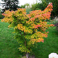 Японский клен Rovinsky Garden (Japanese maple) Orange Dream 30-40 см (объем горшка 0.75 л) UK, код: 2633382