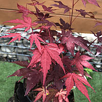 Японский клен Rovinsky Garden (Japanese maple) Atropurpureum 50-70 см (объем горшка 0.8 л) RG UK, код: 2633378