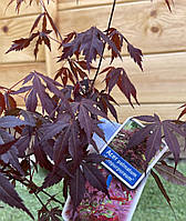 Японский клен Rovinsky Garden (Japanese maple) Atropurpureum 70-90 см (объем горшка 3 л) RG00 FV, код: 2633384