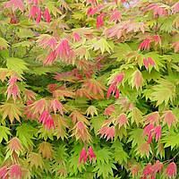 Японский клен Rovinsky Garden (Japanese maple) Moonrise 60-70 см (объем горшка 3 л) DT, код: 2633388