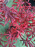 Японский клен Rovinsky Garden Japanese maple, acer palmatum Starfish Rounded Leaves, 60-80см, KA, код: 6531933
