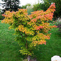 Японский клен Rovinsky Garden (Japanese maple) Orange Dream 30-40 см (объем горшка 0.75 л) PS, код: 2633382