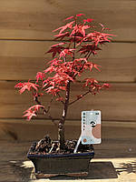 Японский клен Rovinsky Garden Japanese maple Bonsai Atropurpureum 25-35 см RG010 KT, код: 2633400