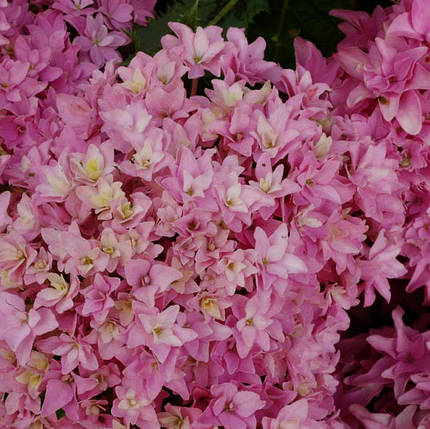 Гортензія Меджікал Фарфалла / Р12 / Hydrangea Magical Farfalla, фото 1