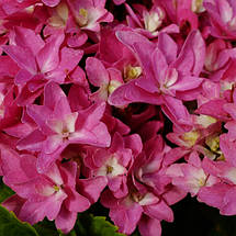 Гортензія Меджікал Фарфалла / Р12 / Hydrangea Magical Farfalla, фото 4