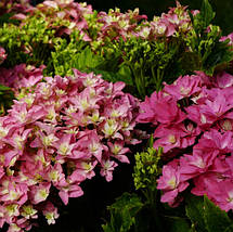 Гортензія Меджікал Фарфалла / Р12 / Hydrangea Magical Farfalla, фото 5