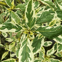 Саженцы Дерена отпрыскового Сильвер Энд Голд (Cornus stolonifera Silver and Gold) Р9