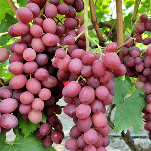 Саджанці винограду Кишмиш Айя (Брат Вавилона) - дуже раннього терміну, великоплідний, зимостійкий