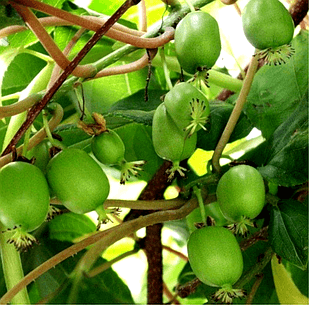 Саджанці актинідії (ківі) Фігурна (Curly) дворічна - жіночий сорт, урожайна, морозостійка С1.5