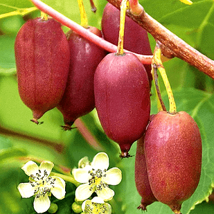 Сексуалды адам Ашық киска орташа аққұба