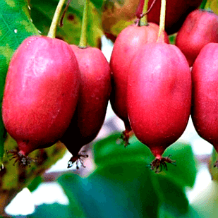 Саджанці актинідії (ківі) Пурпурова (Purple) - жіночий сорт, урожайна, солодка Р9