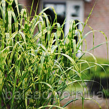 Міскантус Алігатор / Р12 / Miscanthus giganteus Aligator, фото 4
