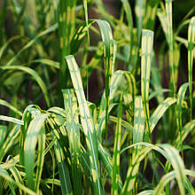 Міскантус Алігатор / Р12 / Miscanthus giganteus Aligator