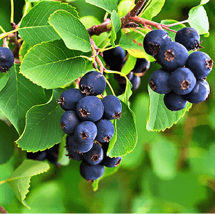 Саджанці Ірги канадської Пембина (Amelanchier Pembina)