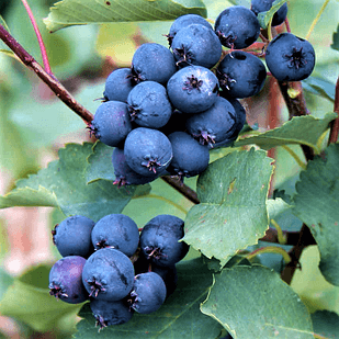 Саджанці Ірги канадської Мартін (Amelanchier Martin)