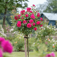 Саженцы штамбовой розы Сэр Джон Бетджемен (Rose Sir John Betjeman)