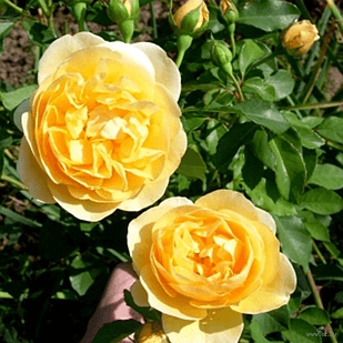 Саджанці плетистої троянди Дукат (Rose Dukat)