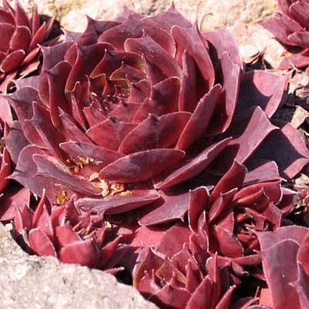 Саджанці Молодила гібридного Отелло (Sempervivum Othello) Р9