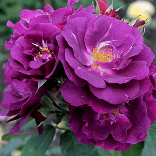 Саджанці кущової троянди Рапсоді Ін Блю (Rose Rhapsody in Blue)