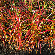 Міскантус китайський Навахо / Р12 / Miscanthus sinensis Navajo, фото 3
