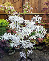 Японский клен Rovinsky Garden (Japanese maple) Ukigomo 60-70 см (объем горшка 3 л) RG025 KT, код: 2633390