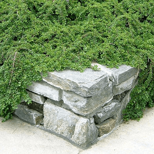 Саджанці Кизильника Роял Карпет (Royal Carpet) Р9, фото 1