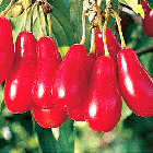 Саджанці Кизилу Михайлівський - ранній, великоплідний, посухостійкий, фото 2