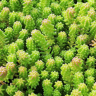 Саджанці Очитка (седум) Шестирядний (Sedum sexangulare) Р9