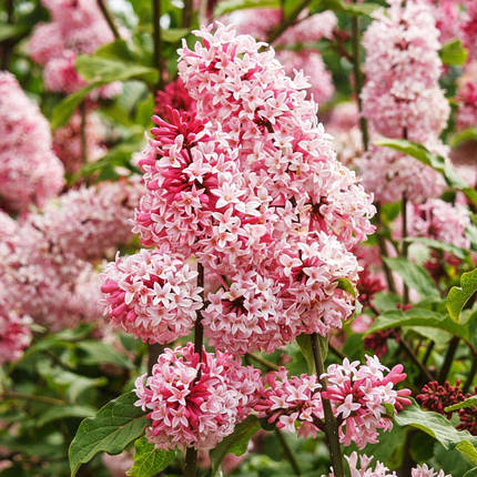 Бузок Міс Канада / Р9 / Syringa Miss Canada, фото 2